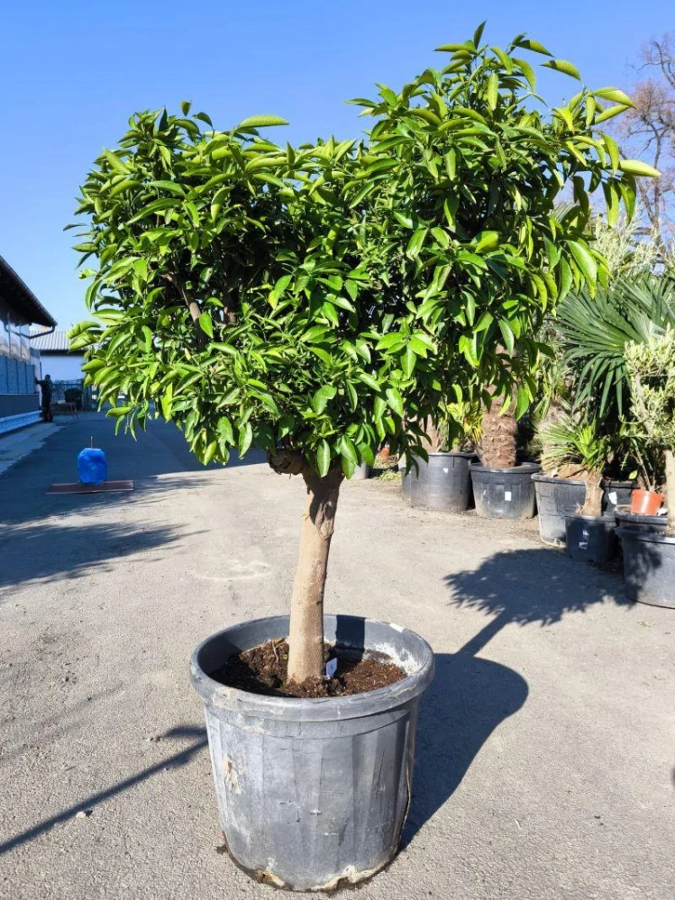 Citrus reticulata - mandarinka, 80L, obv. 24 cm