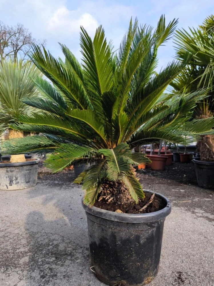 Cycas revoluta, kmen 25 cm