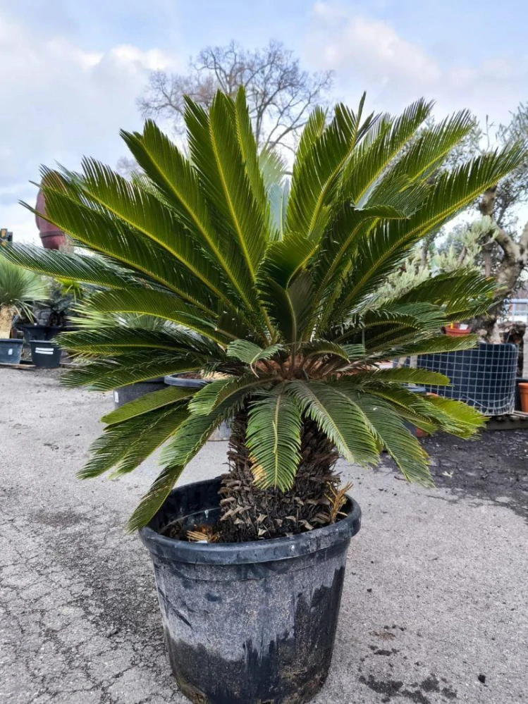 Cycas revoluta, kmen 35 cm