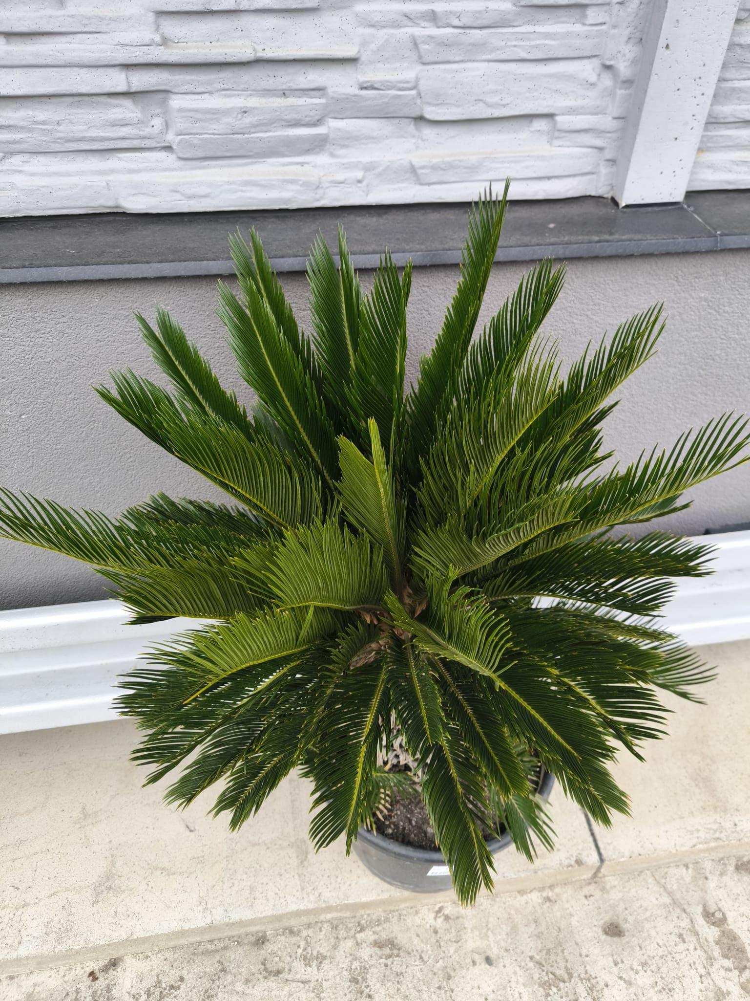 Cycas revoluta, kmen 45 cm