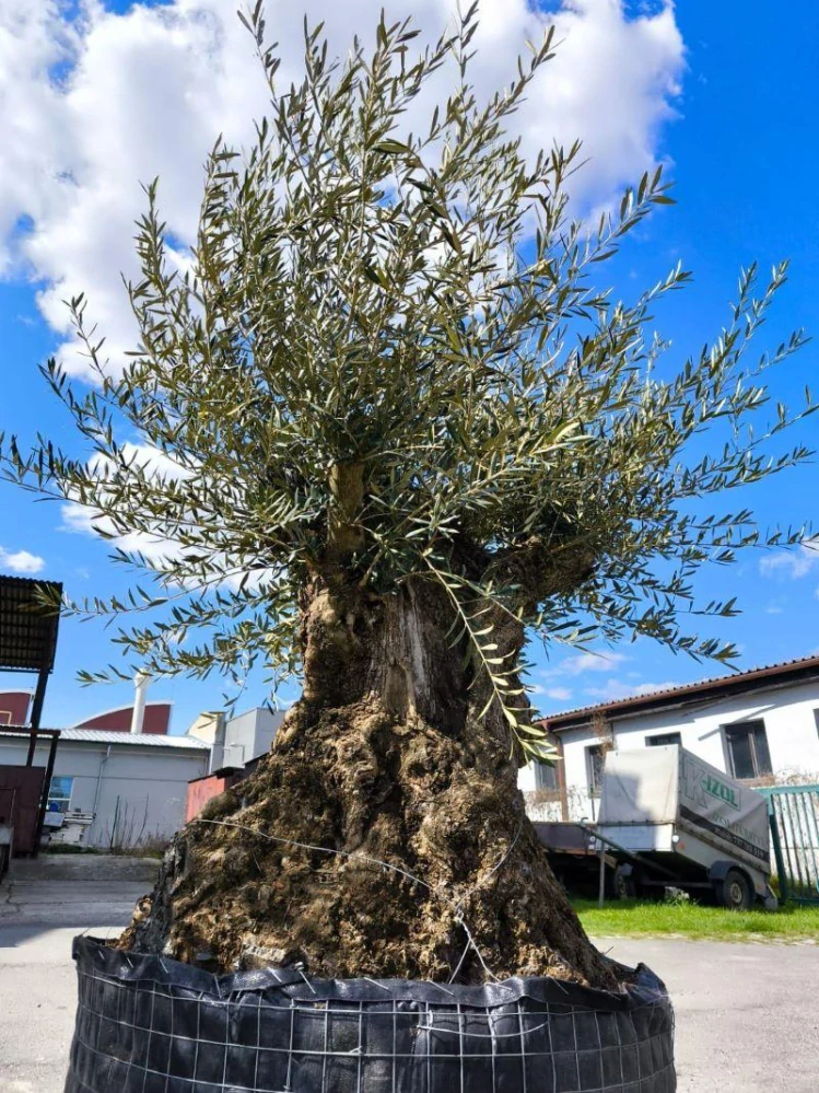 Olivovník evropský, bonsai, obv. 1,7 m, síť