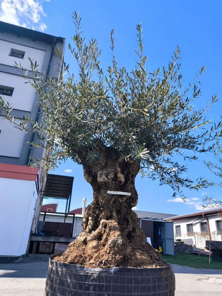 Olivovník evropský, bonsai, obv. 1,55 m, síť