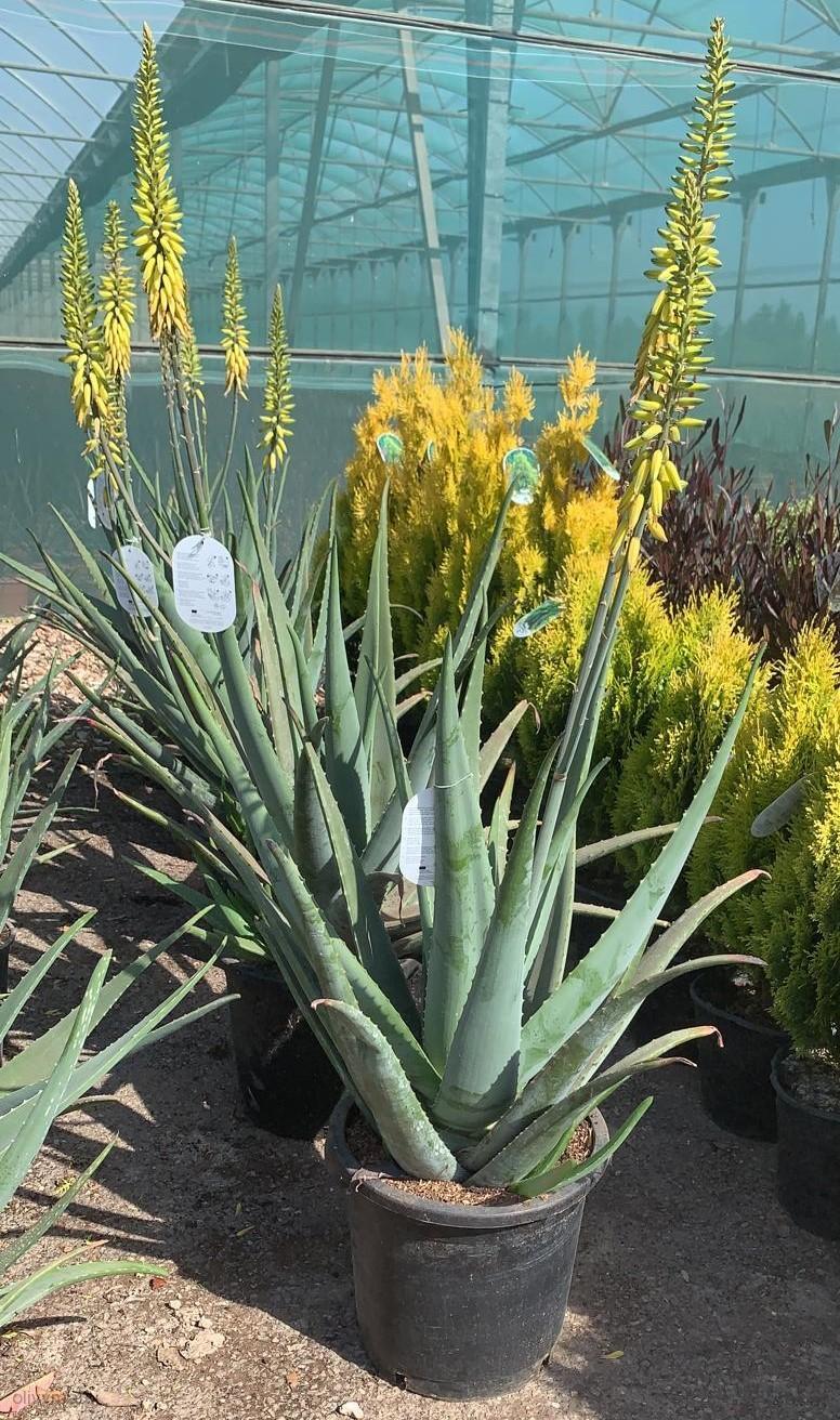 Aloe vera_7l