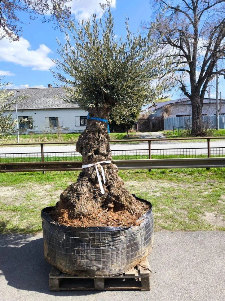 Olivovník evropský, bonsai, obv. 1,2 m, síť