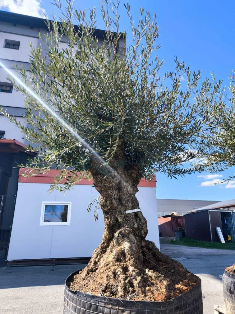Olivovník evropský, bonsai, obv. 1,45 m, síť