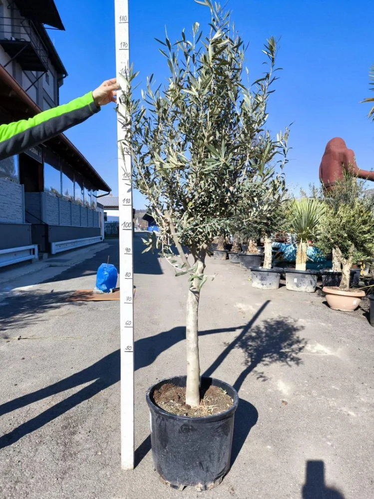 Olivovník evrop., 170-190 cm