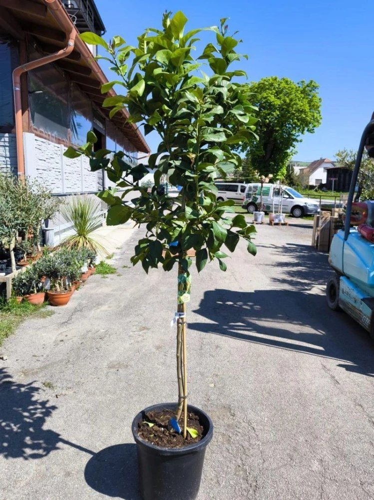 Citrus limon - citron, 170-190 cm