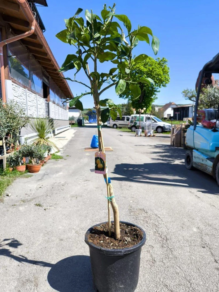 Citrus paradisi - grep, 140-160 cm