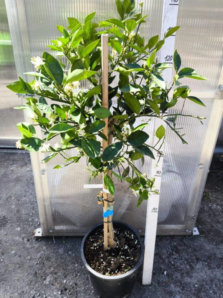 Citrus reticulata - mandarinka, 140-160 cm
