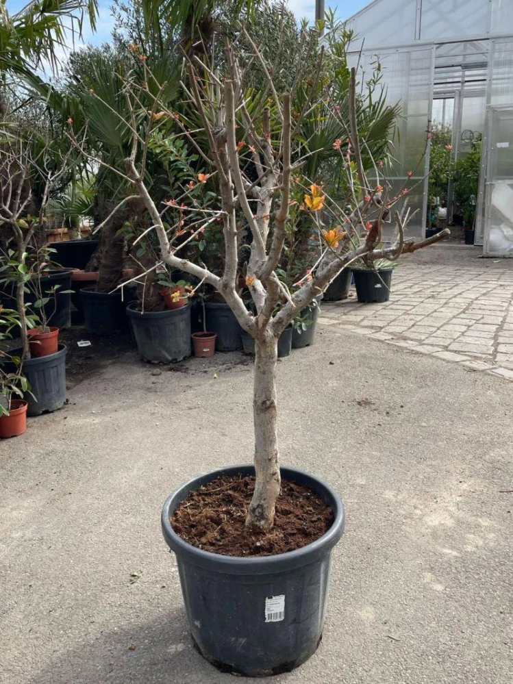 Granátové jablko, 45 L