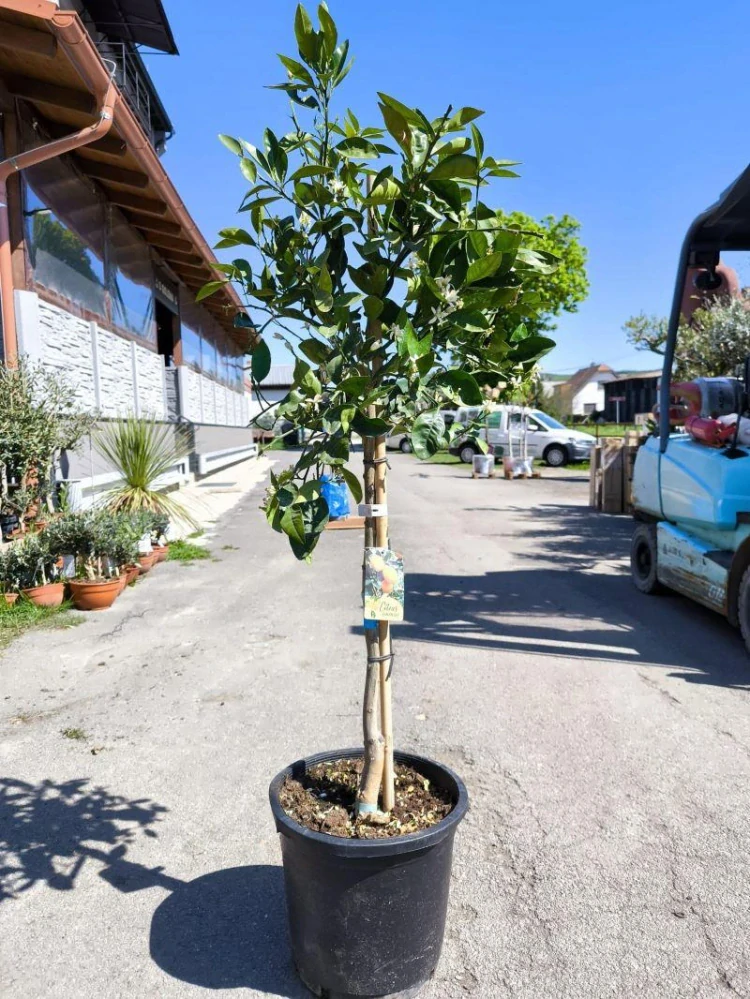 Citrus sinensis - pomerančovník, 130-150 cm