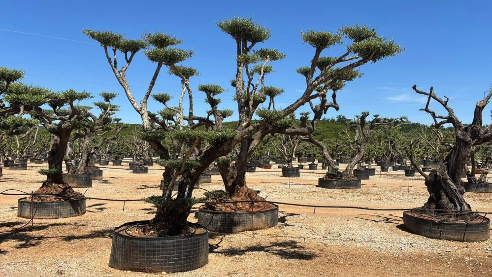 Olivovník evropský, talířový od 30 000 Kč