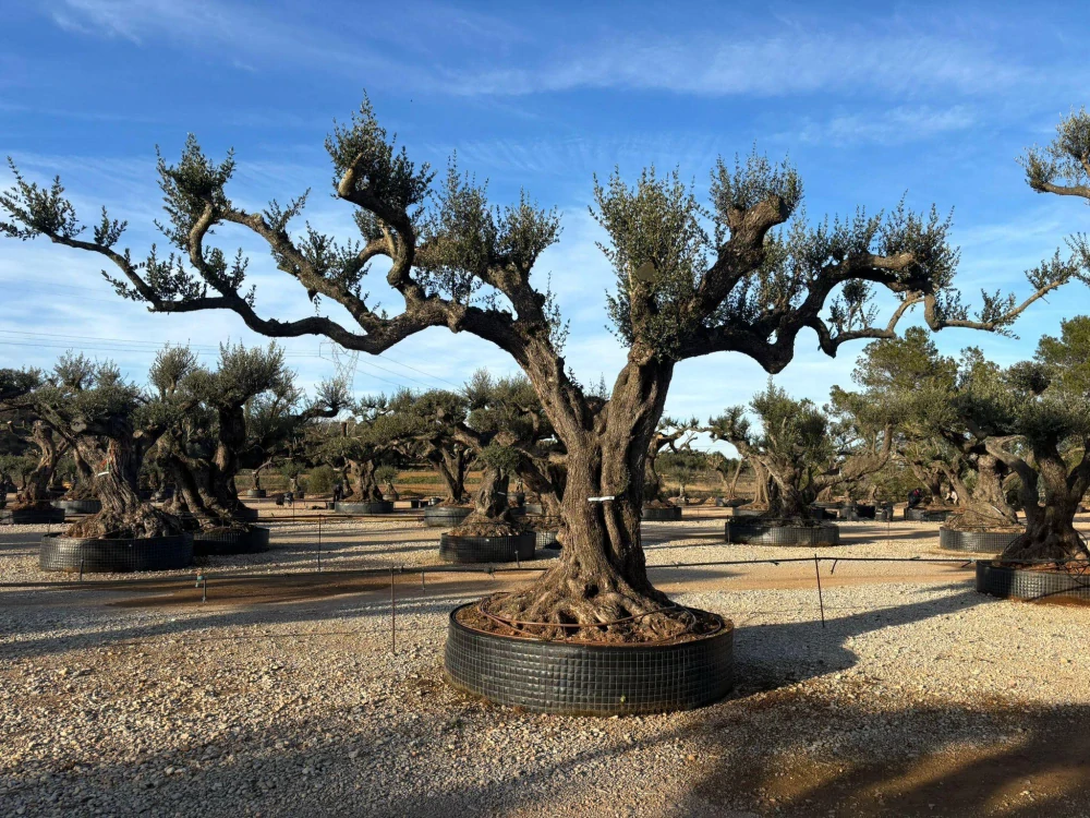 Olivovník evropský, rozdvojený