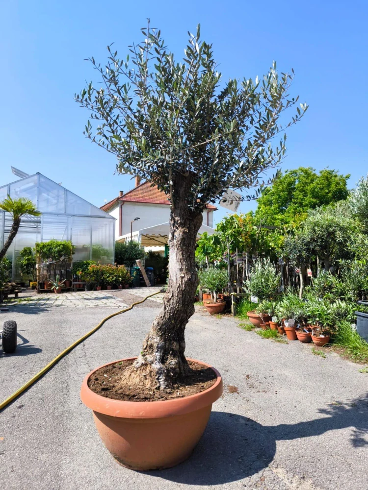 Olivovník, obv. 50-53 cm, výška 200-210 cm, TERASOVÁ NÁDOBA