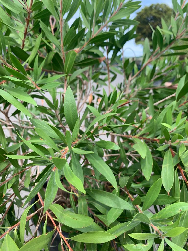 Kalistemon (Štětkovec) 70/80 cm