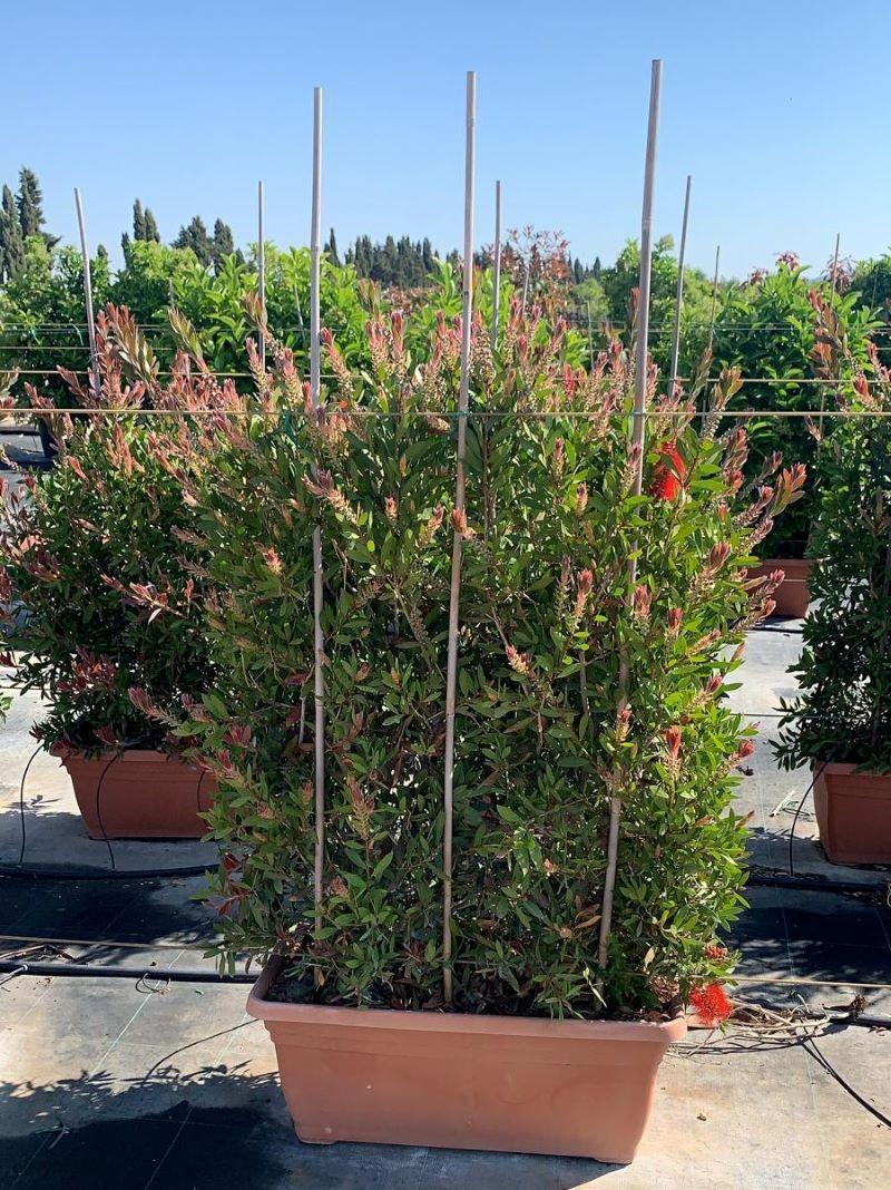 Kalistemon (Štětkovec) - dvojkeř v truhlíku