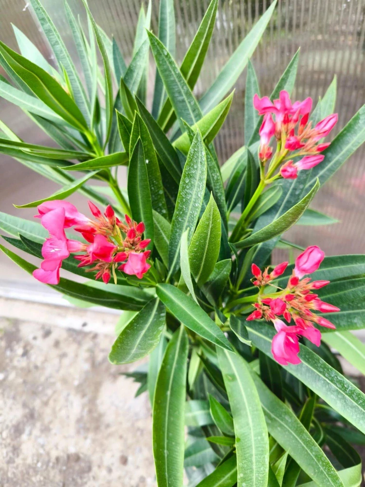 Oleandr, na kmínku, 100-110 cm,tm. růžová