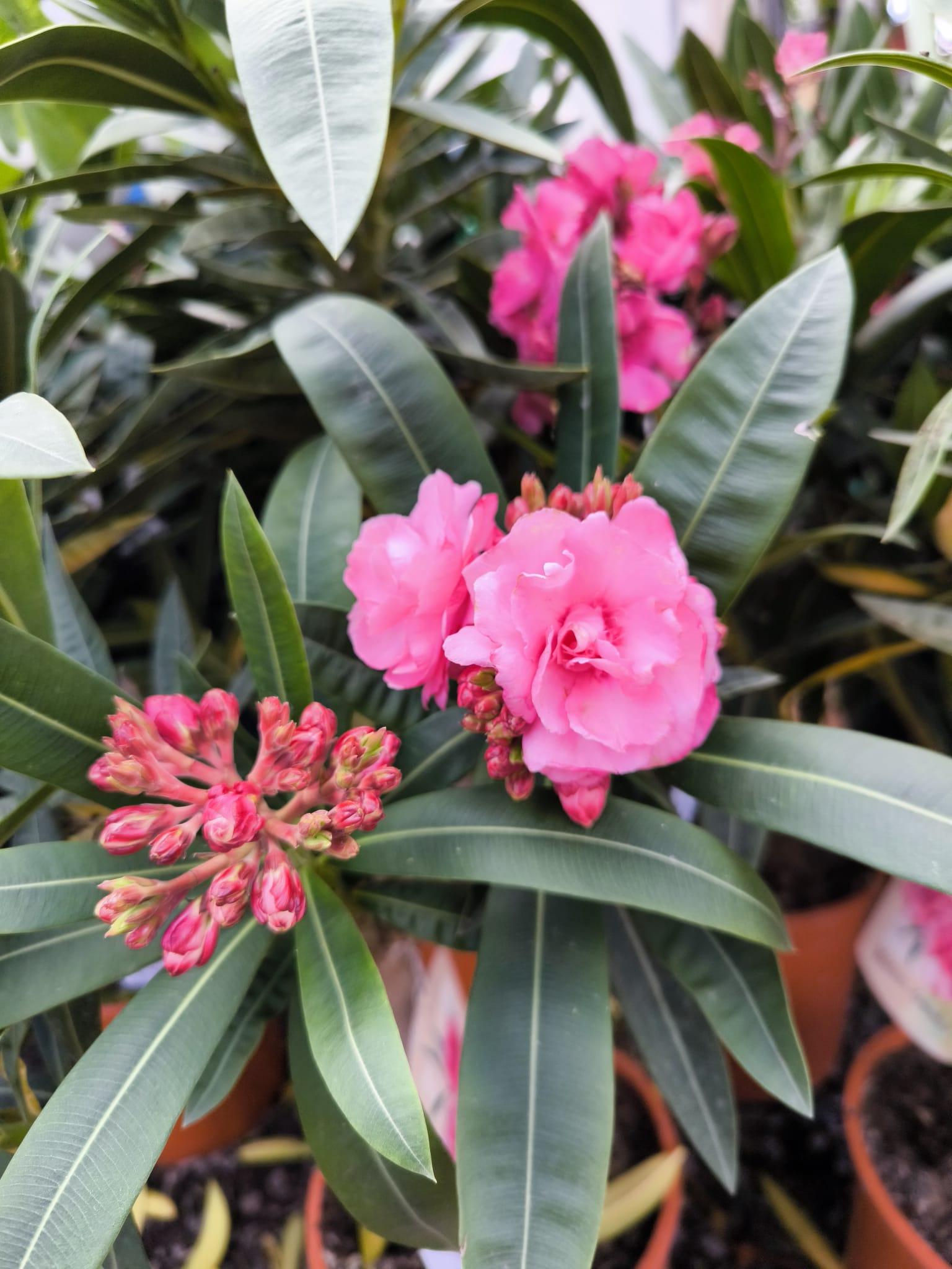 Oleandr, na kmínku, 100-110 cm, PLNOKVĚTÝ