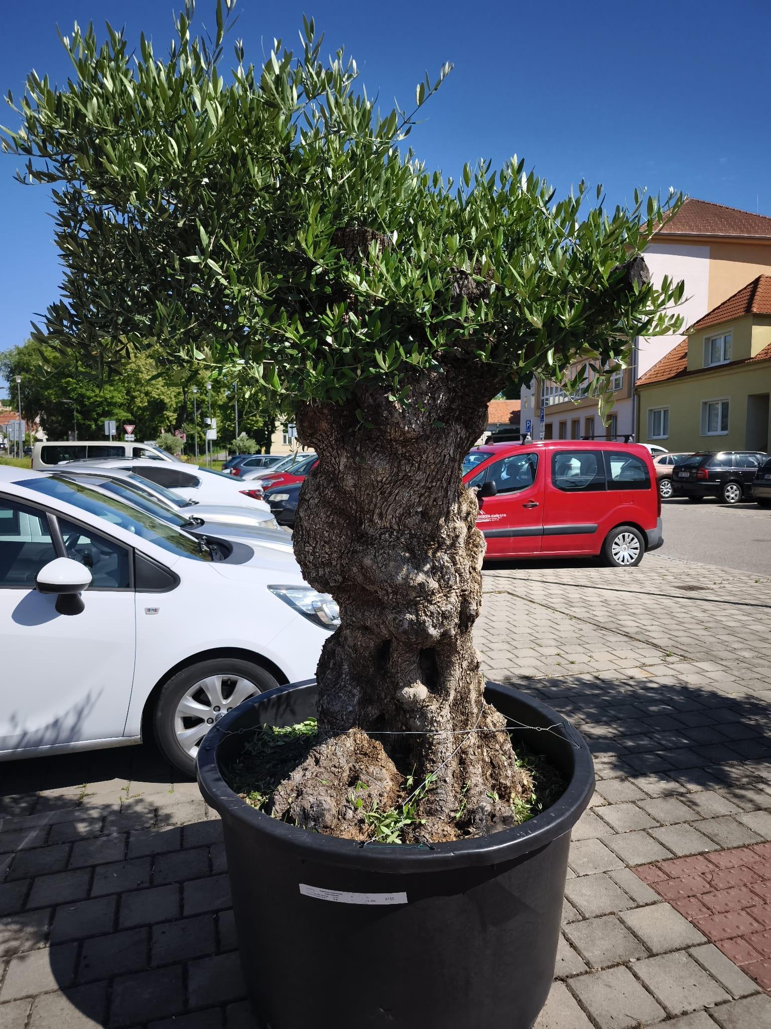 Olivovník evropský, obvod 110-120 cm