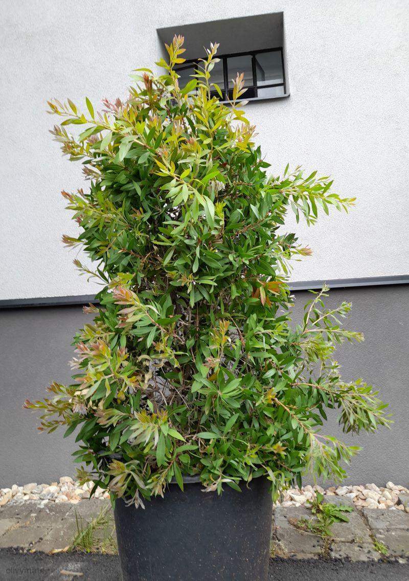 Kalistemon (Štětkovec) - keř 150 cm