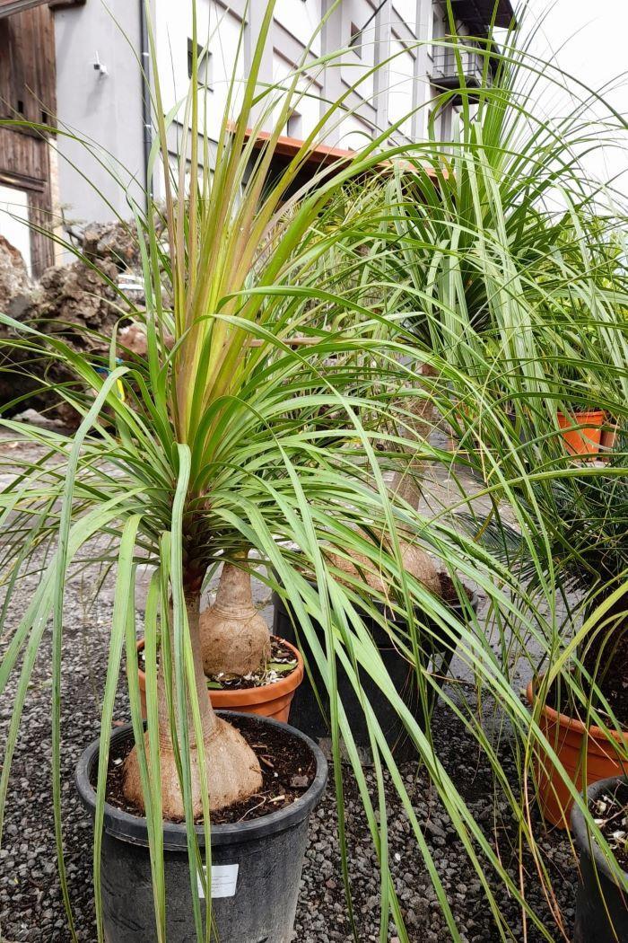 Beaucarnea recurvata, 120/140 cm