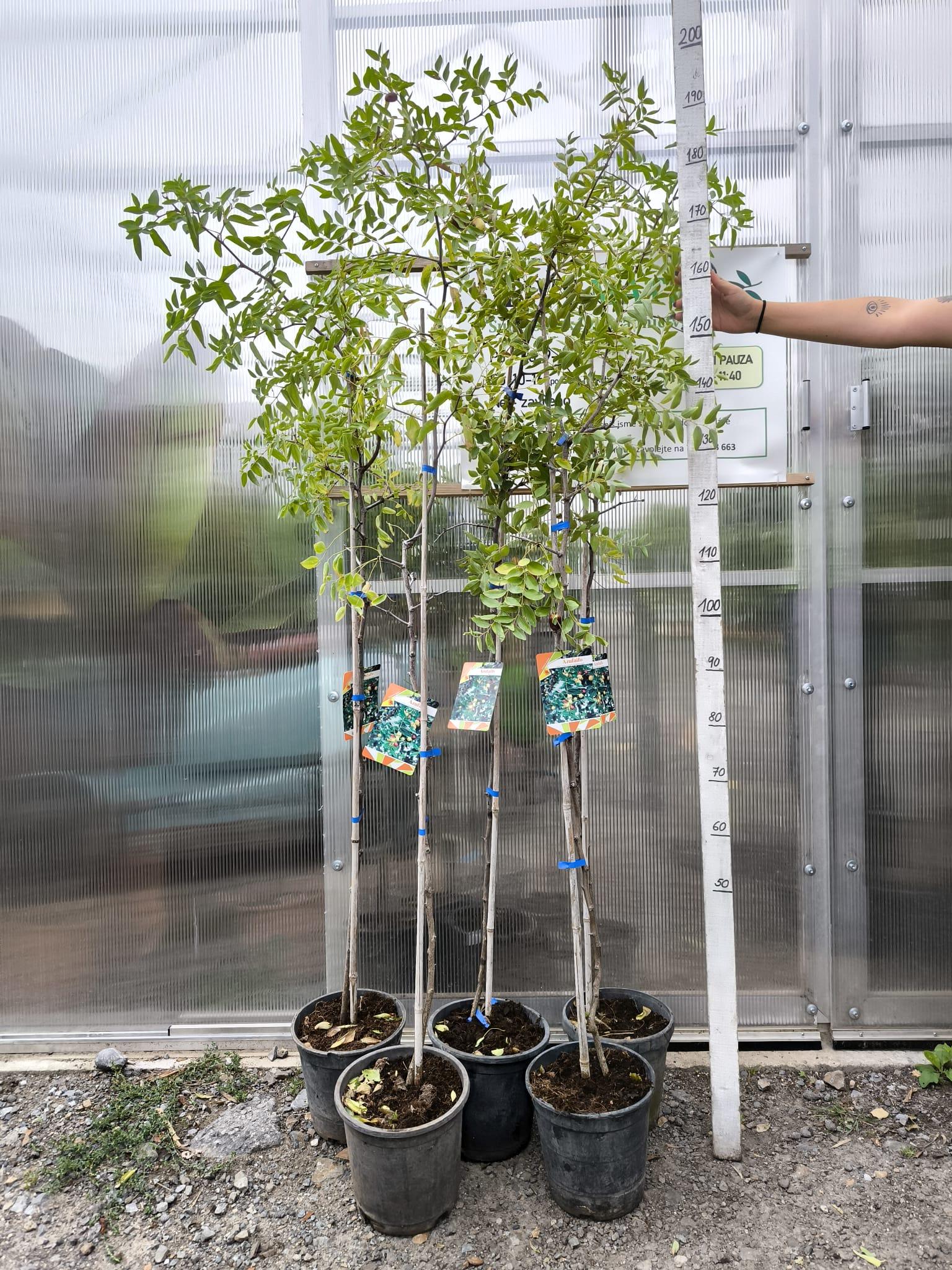 Ziziphus jujuba, 150-170 cm