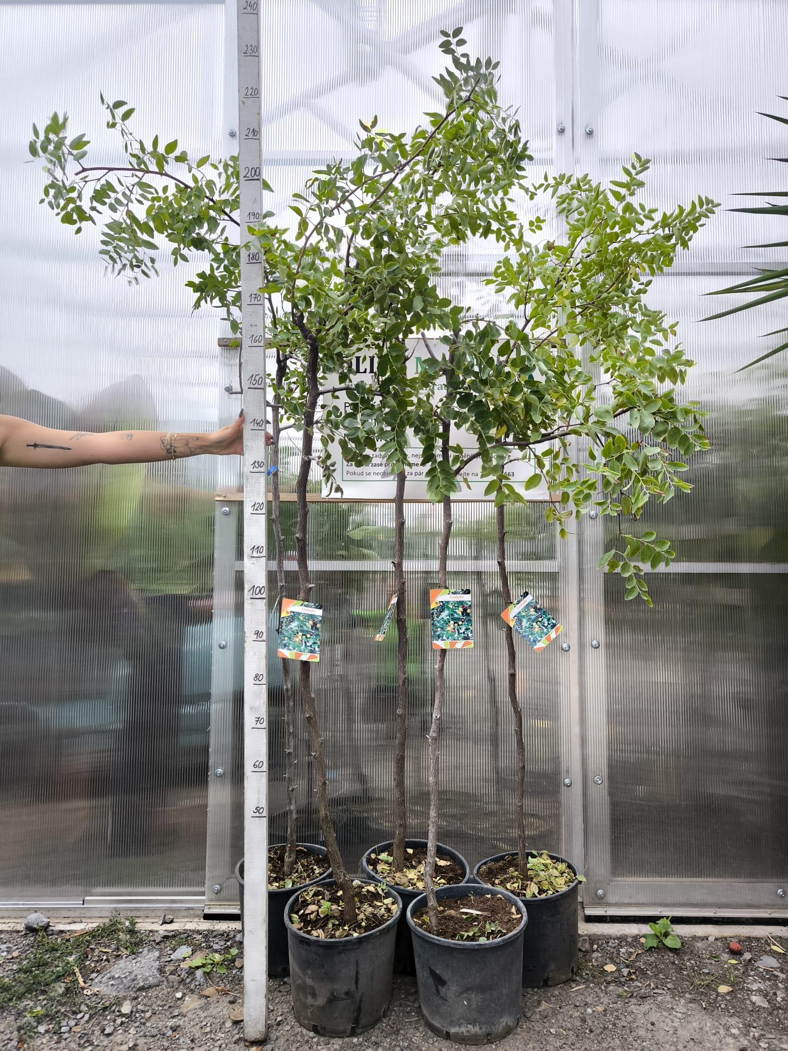 Ziziphus jujuba, 160-190 cm