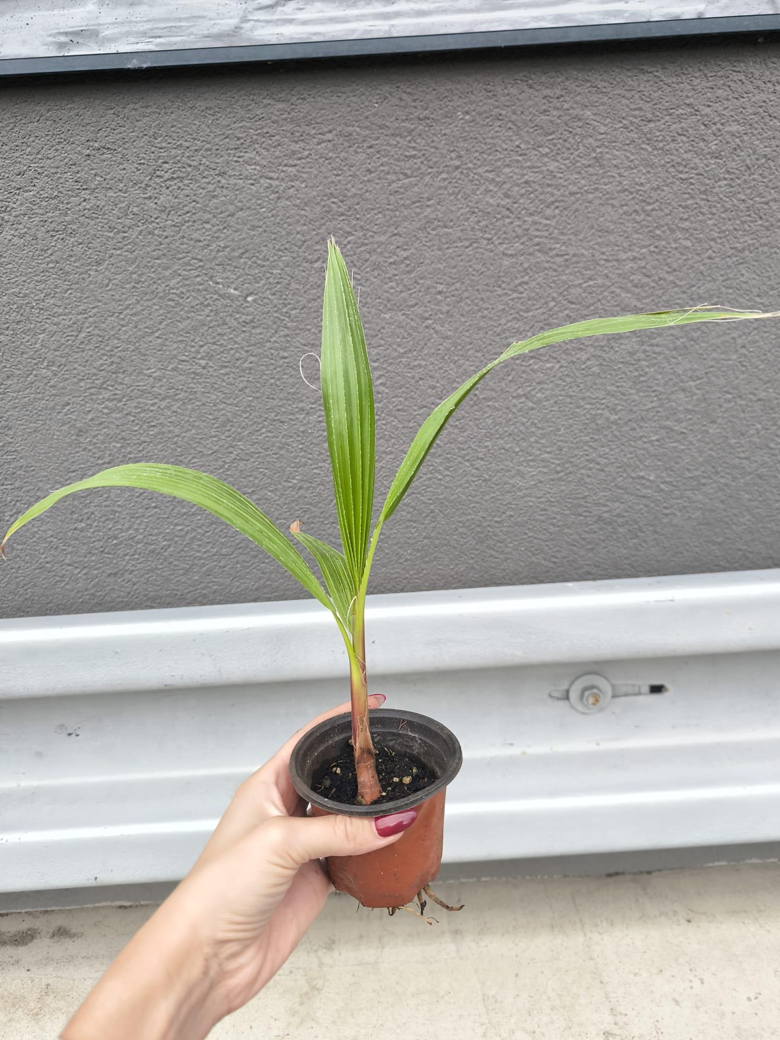 Washingtonia robusta, sazenice