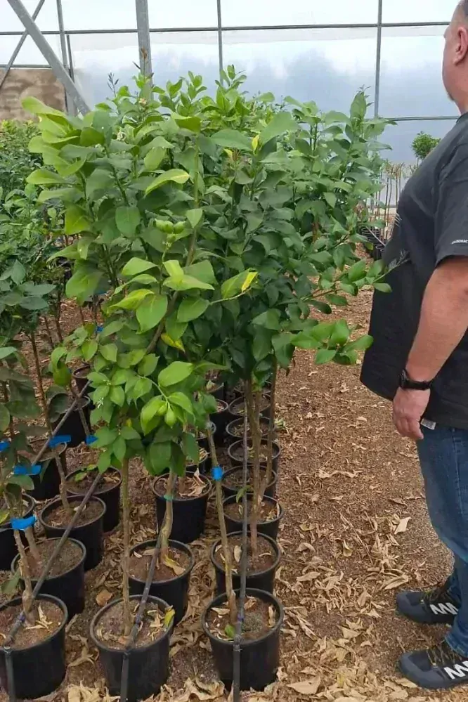 Citrus limon - citron, 130-160 cm