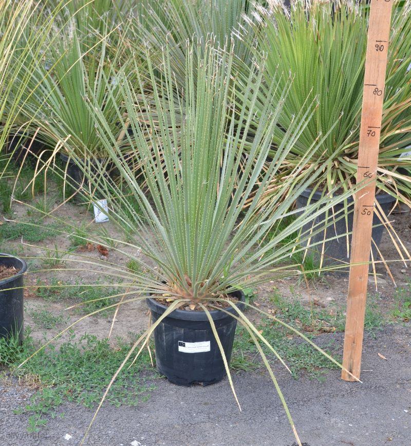Dasylirion serratifolium (10l)