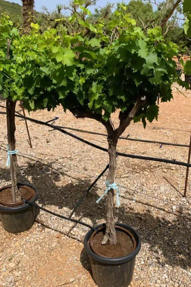 Vinná réva, 1m kmen, obv. 12-15 cm