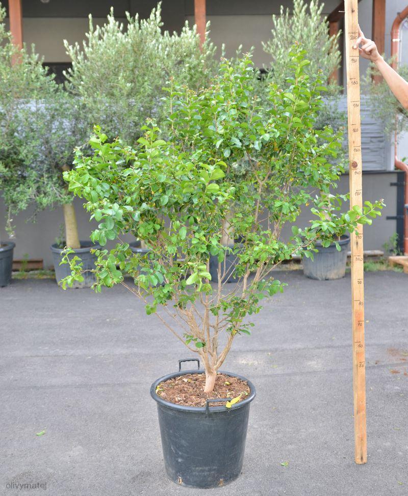 Lagerstroemia indica, vzrostlý keř
