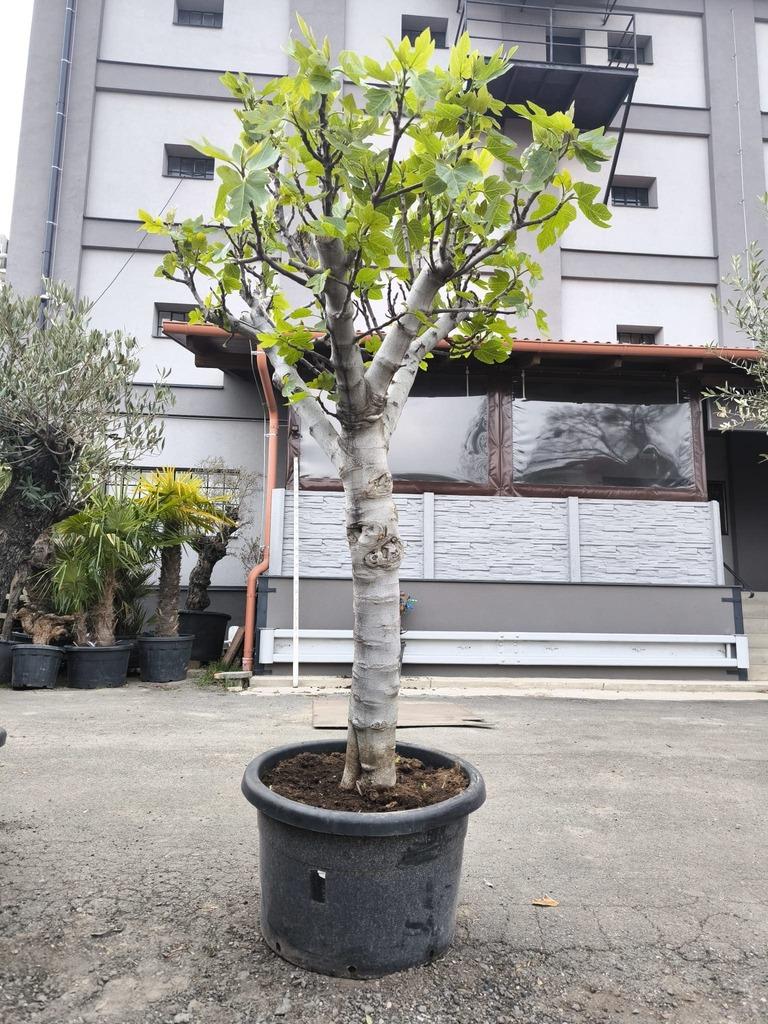 Fíkovník "Napolitana" MRAZUVZDORNÝ, obv. 36 cm