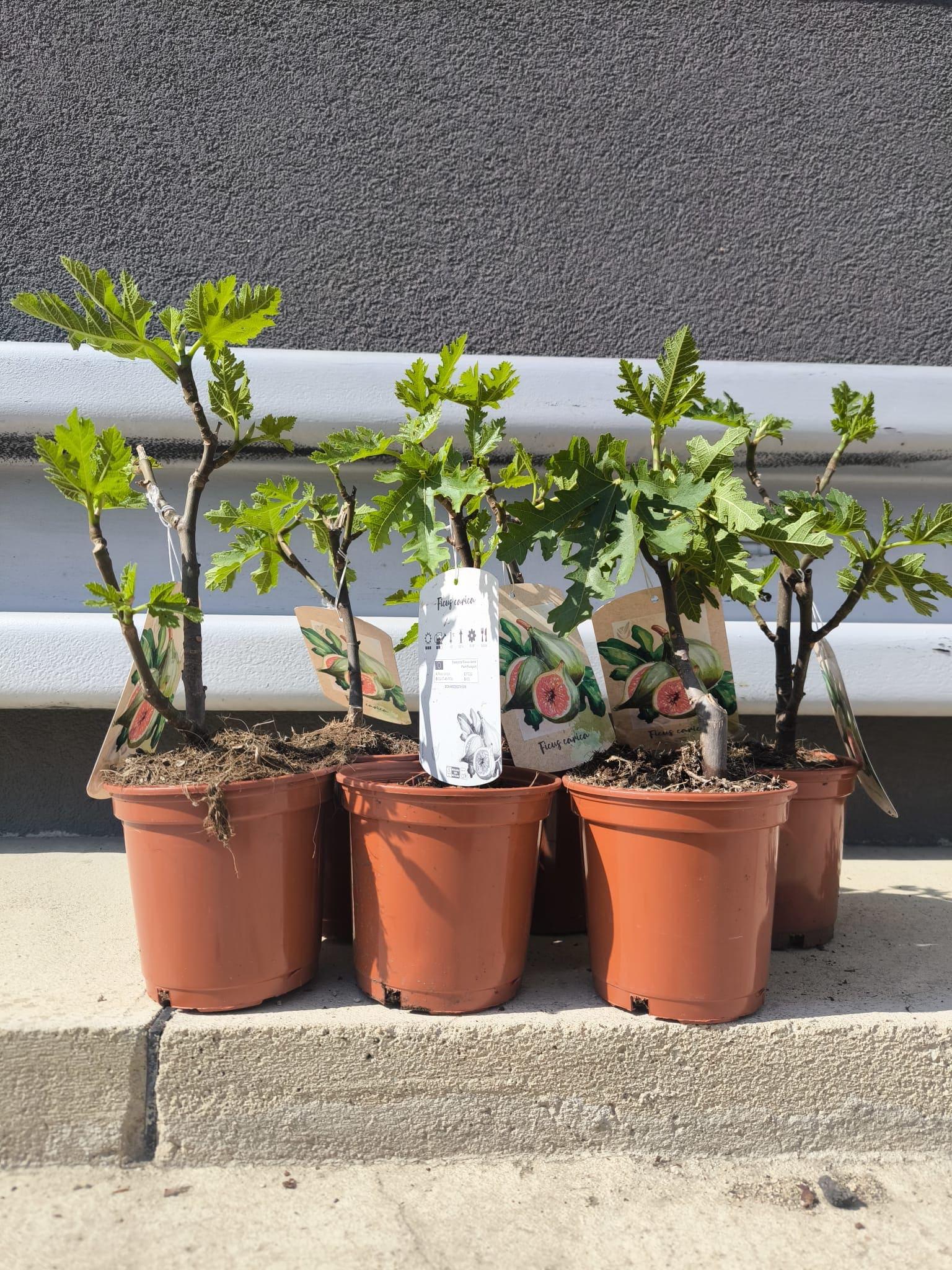 Fíkovník Ice Crystal