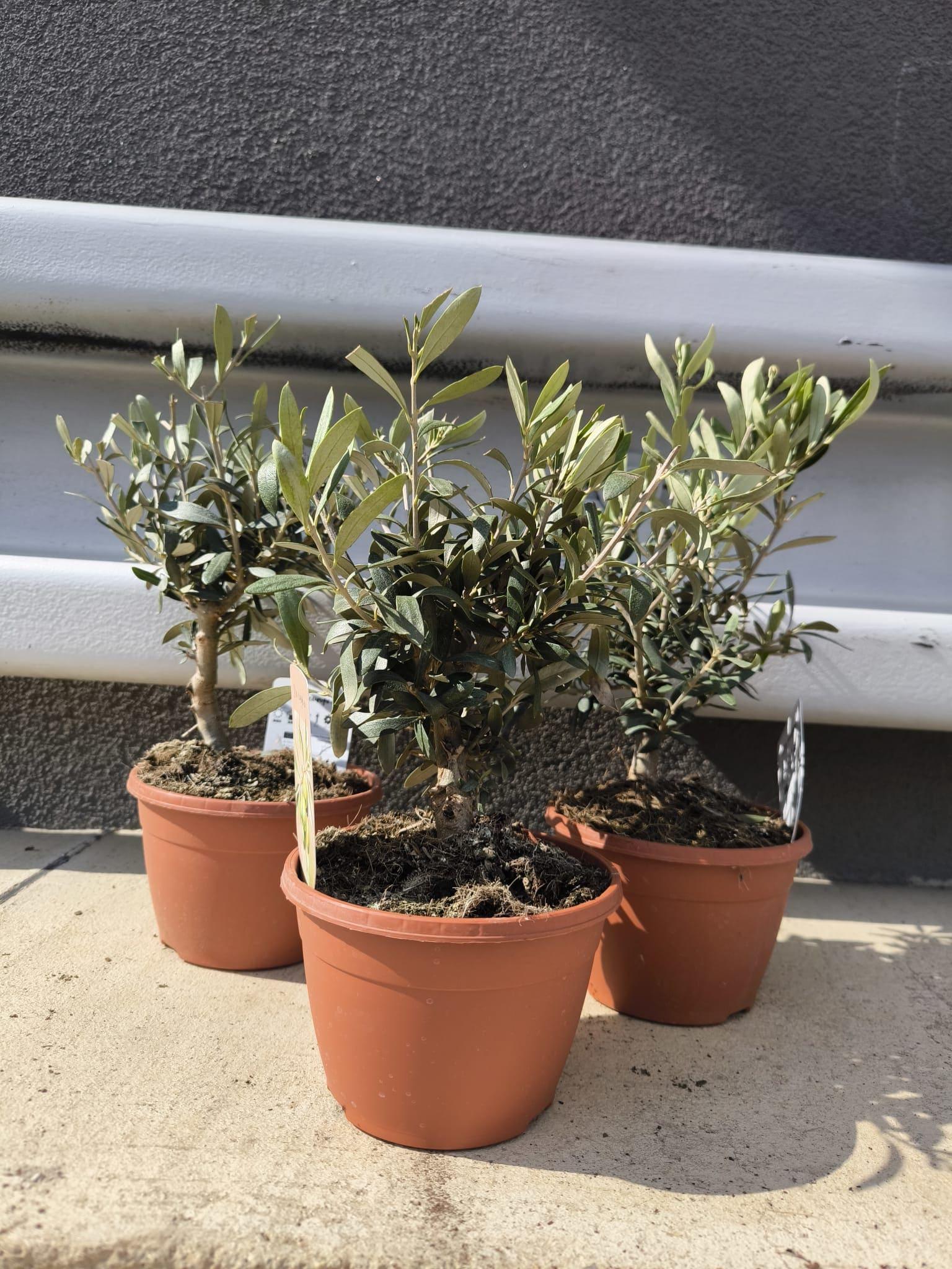 Olivovnik terina malá