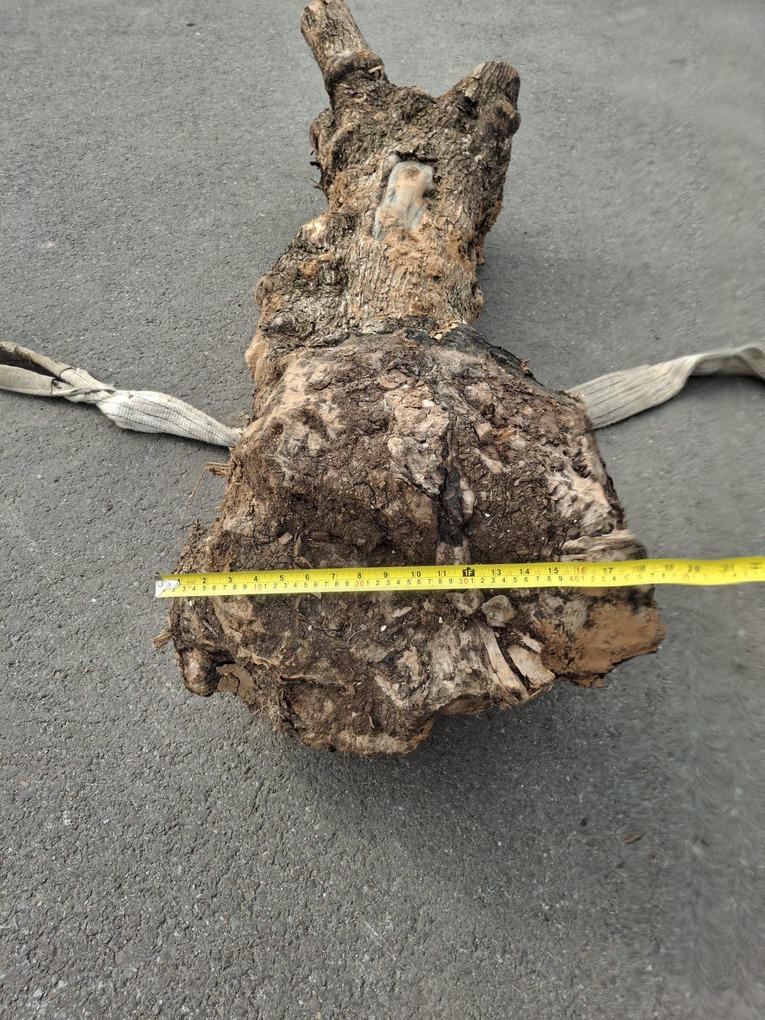 Olivový kmen, délka 150 cm