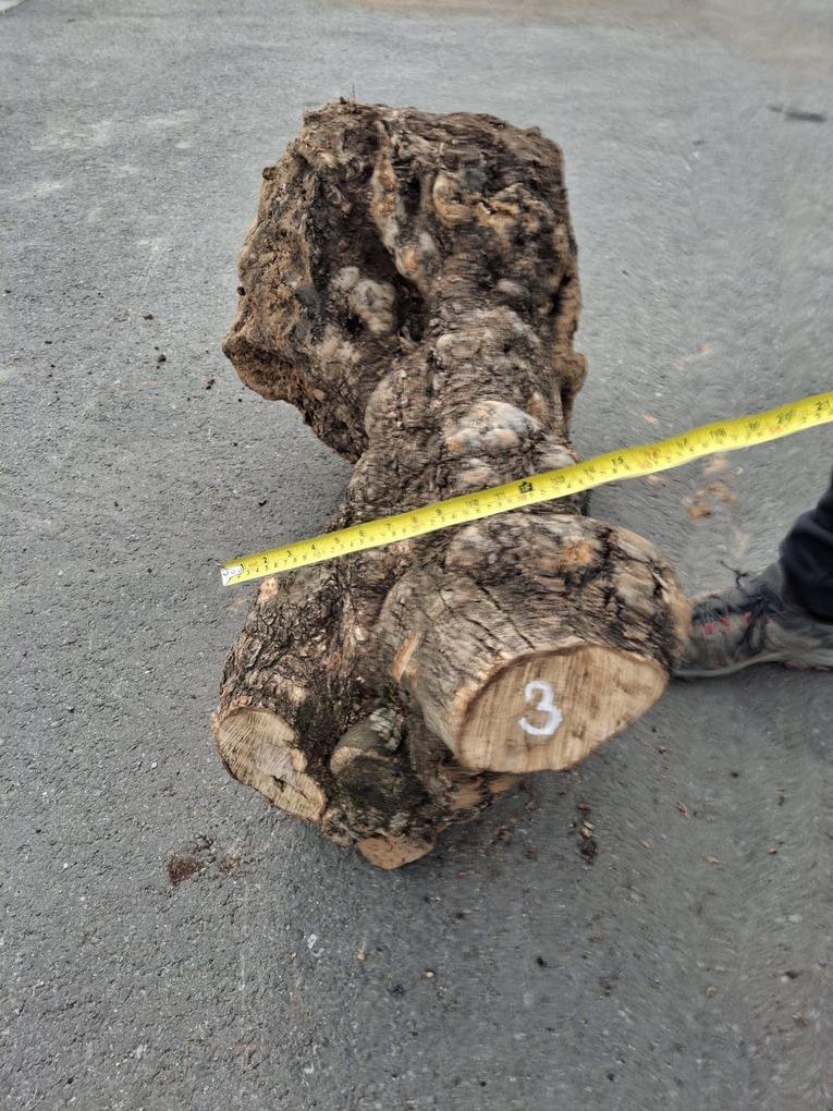 Olivový kmen, délka 100 cm