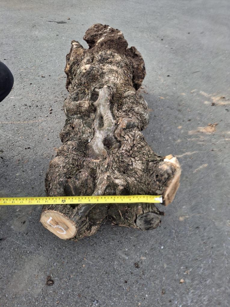 Olivový kmen, délka 110 cm