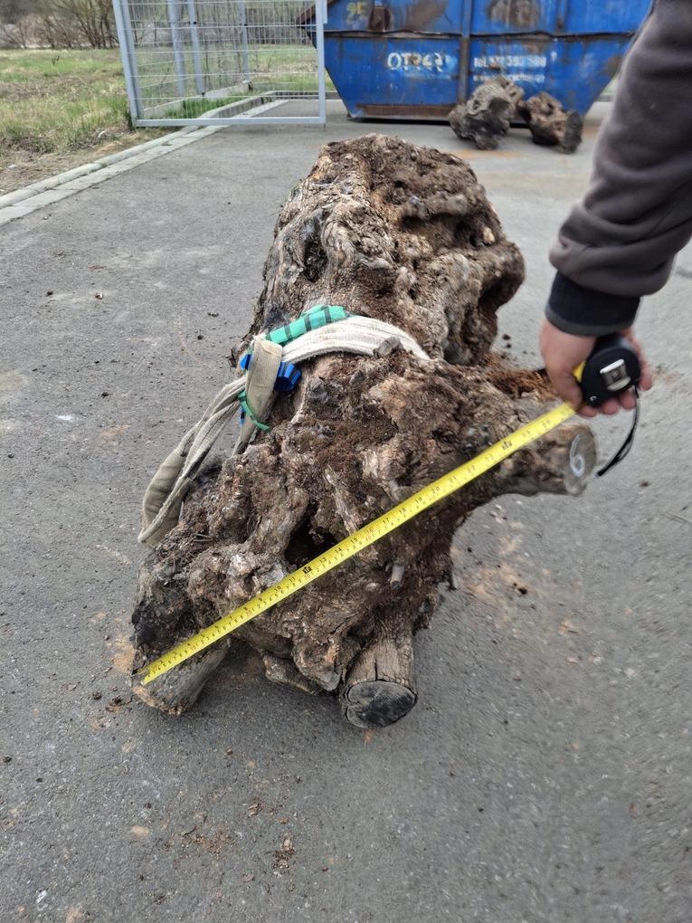 Olivový kmen, délka 150 cm