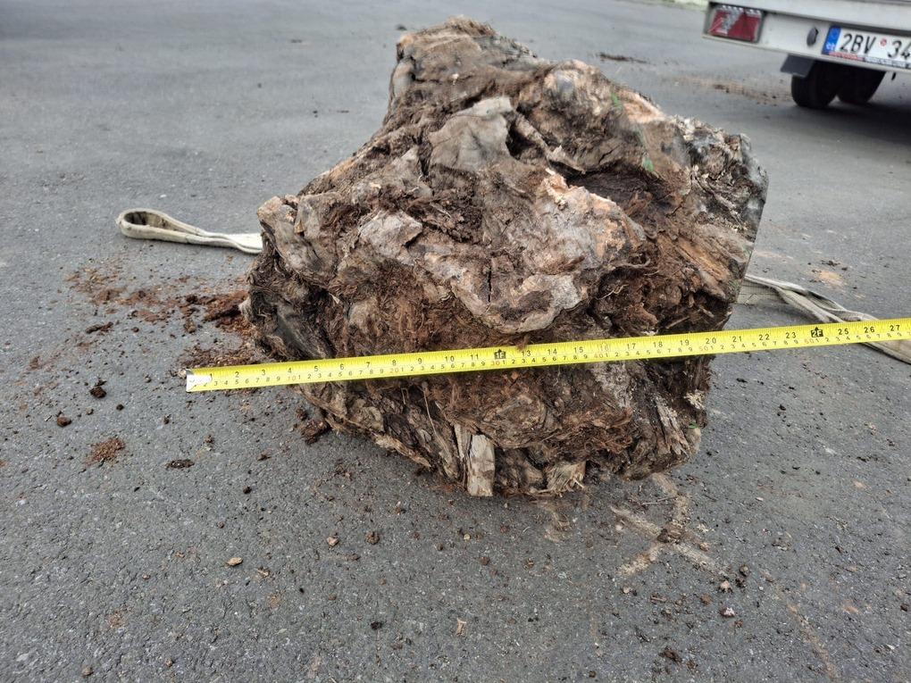 Olivový kmen, délka 130 cm