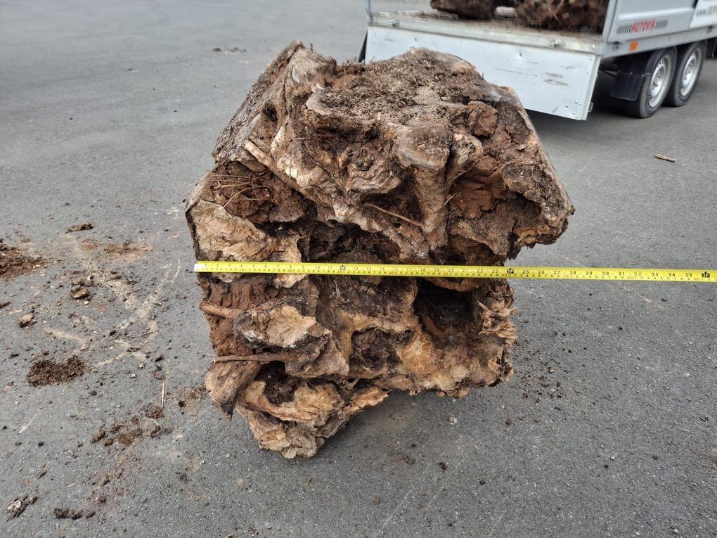 Olivový kmen, délka 130 cm