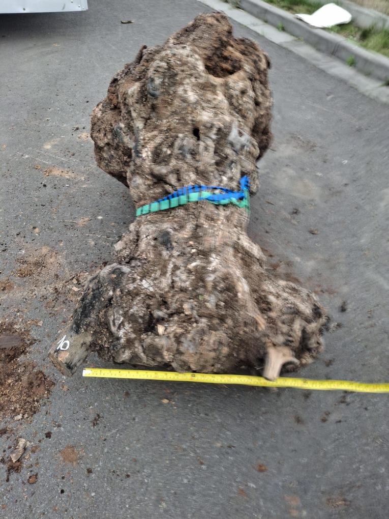 Olivový kmen, délka 130 cm