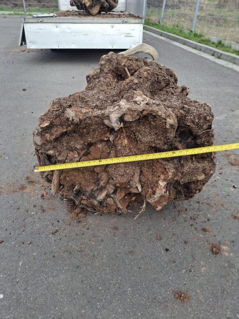 Olivový kmen, délka 190 cm