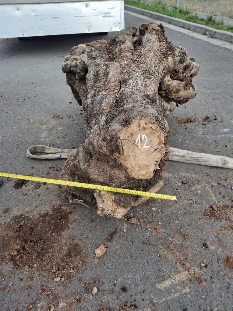 Olivový kmen, délka 100 cm