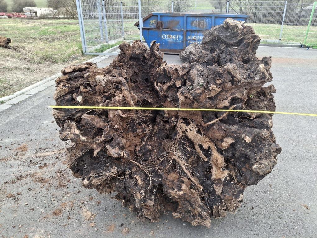 Olivový kmen, délka 200 cm