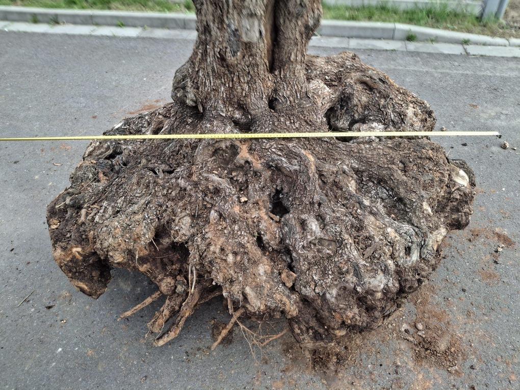 Olivový kmen, délka 190 cm