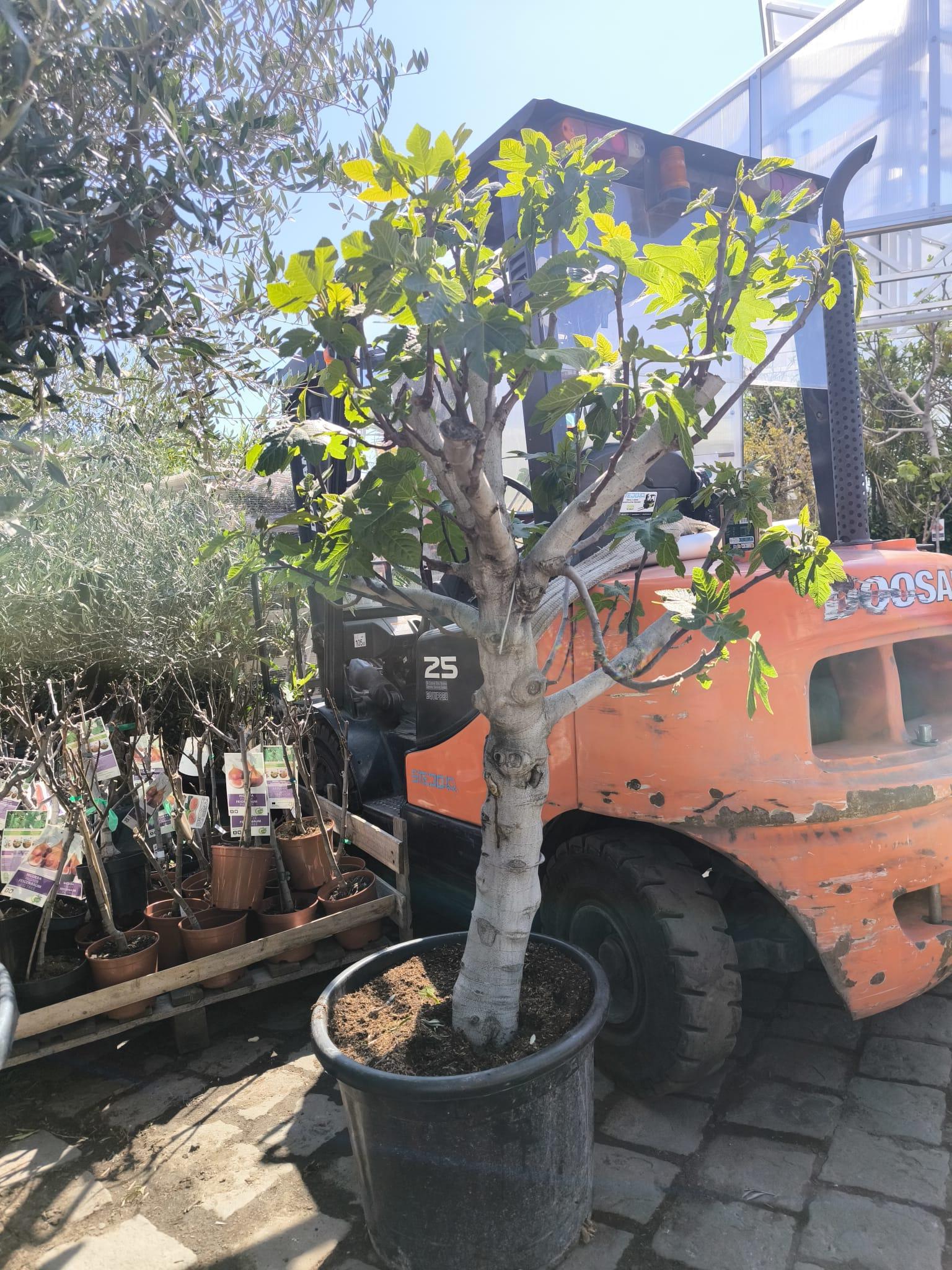 Fík "Calabacita", obv. 26-30 cm