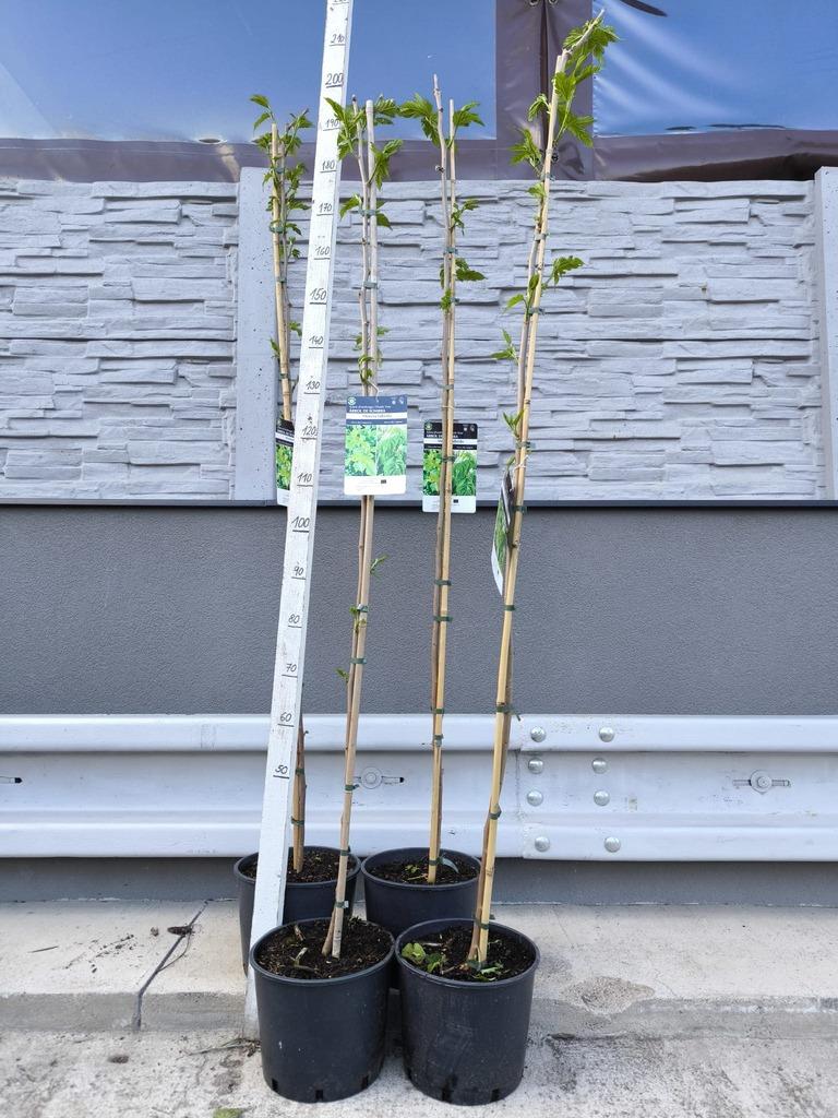 Moruše Kagayamae plodící