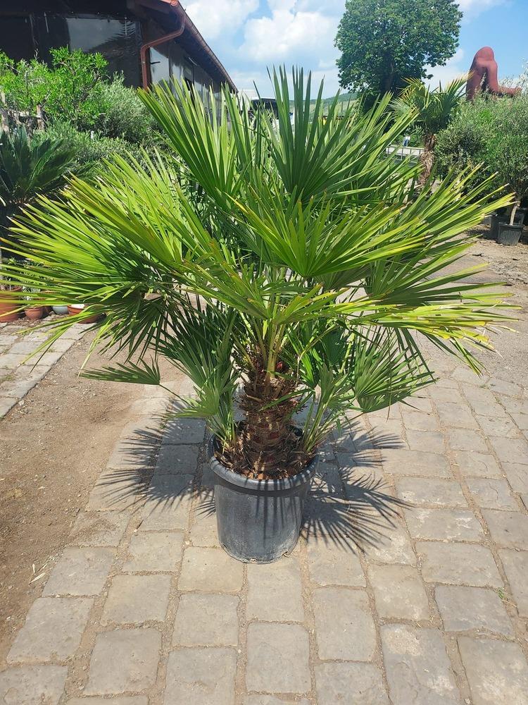 Chamaerops humilis, 150 cm