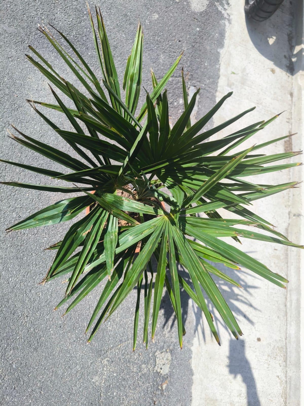 Trachycarpus fortunei 90-100 cm, kmen 10-15 cm